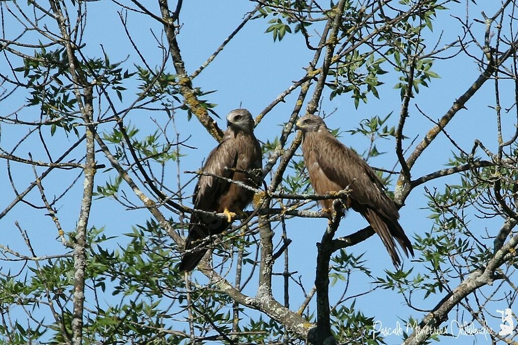 Black Kite