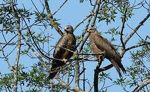 Black Kite