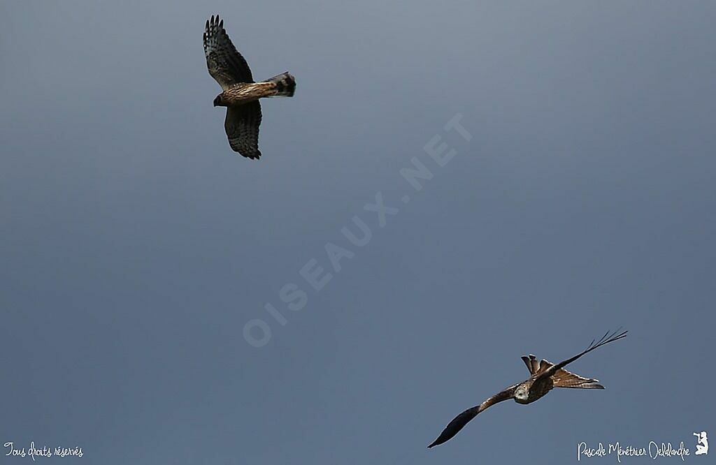 Red Kite