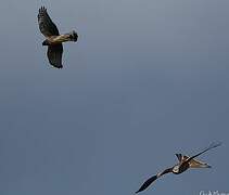 Red Kite