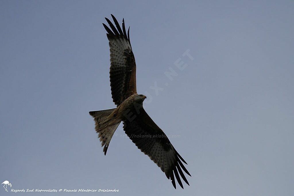 Red Kite