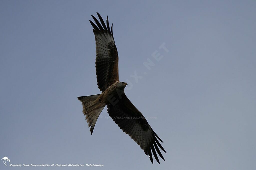 Red Kite