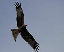 Red Kite