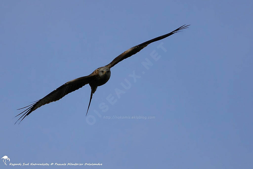 Red Kite