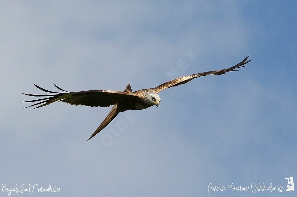 Red Kite