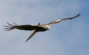 Red Kite