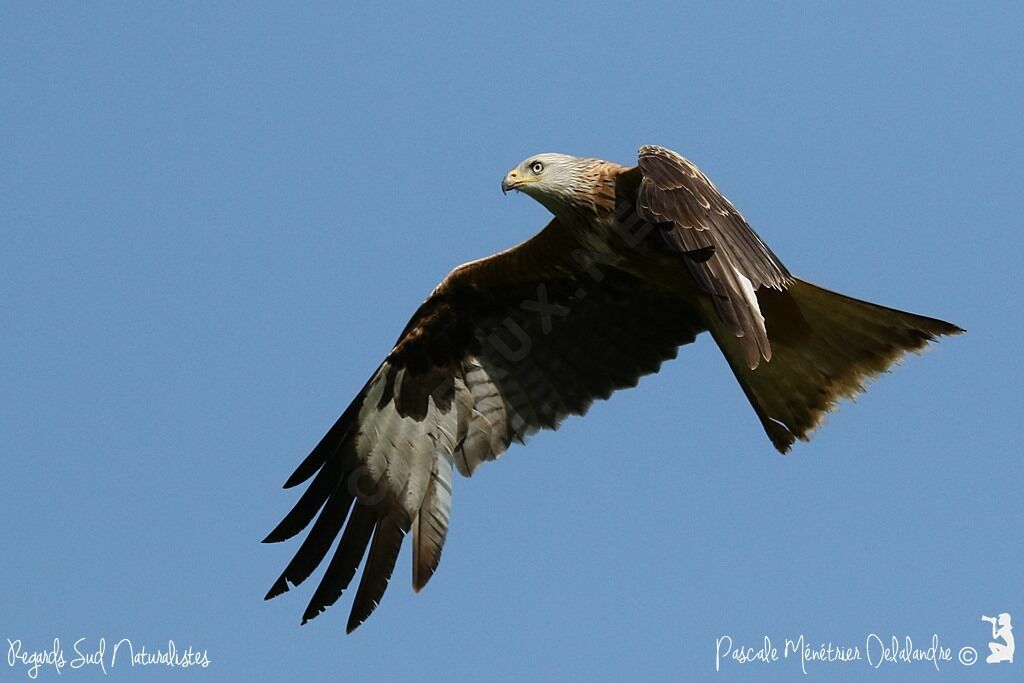 Red Kite