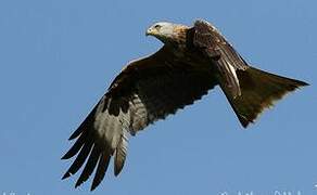 Red Kite