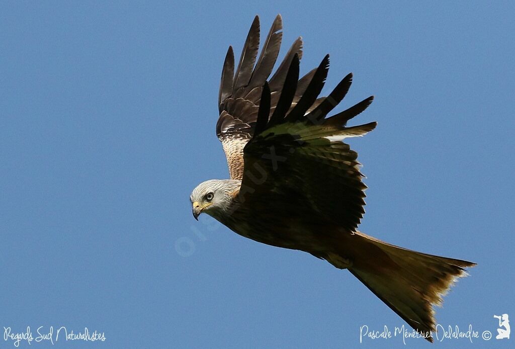 Red Kite