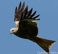 Red Kite