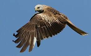 Red Kite