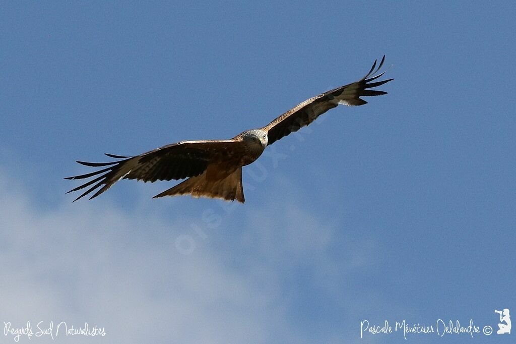 Red Kite