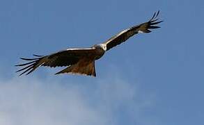 Red Kite