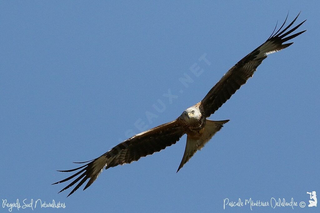 Red Kite