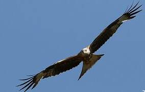 Red Kite