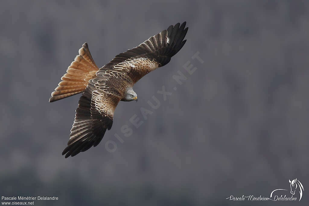 Red Kitesubadult, pigmentation, Flight