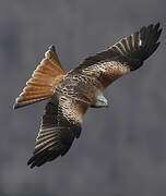 Red Kite