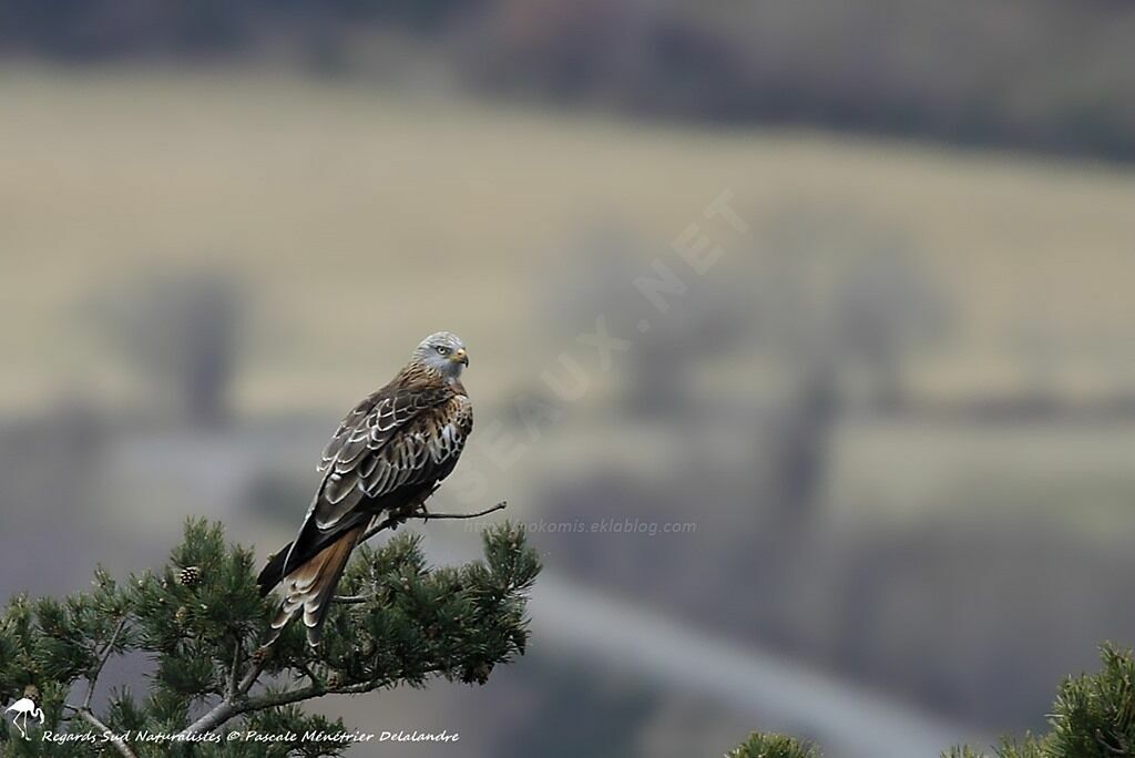 Red Kite