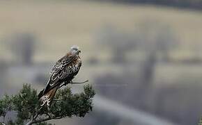 Red Kite