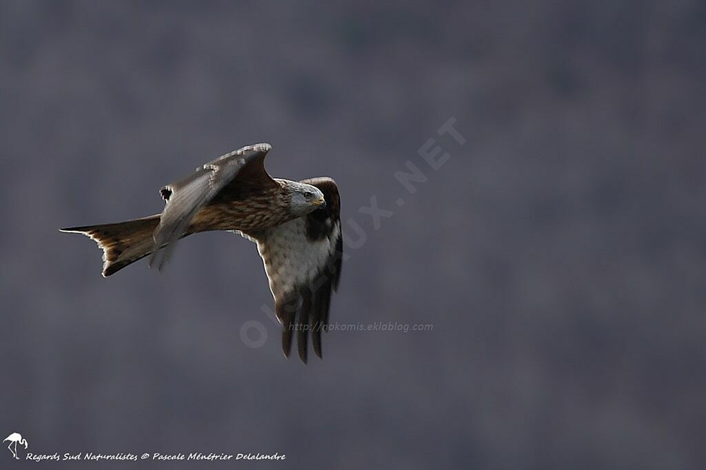 Red Kite