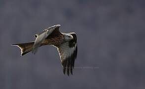 Red Kite