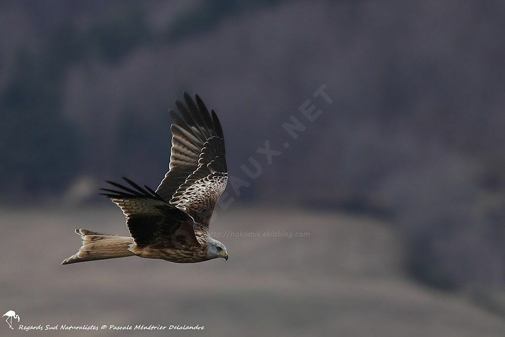 Red Kite