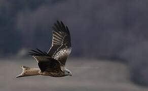 Red Kite