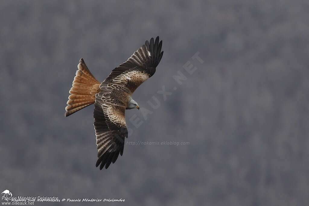 Red Kiteimmature, pigmentation, Flight