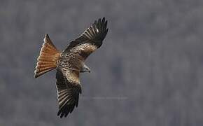 Red Kite