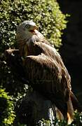 Red Kite