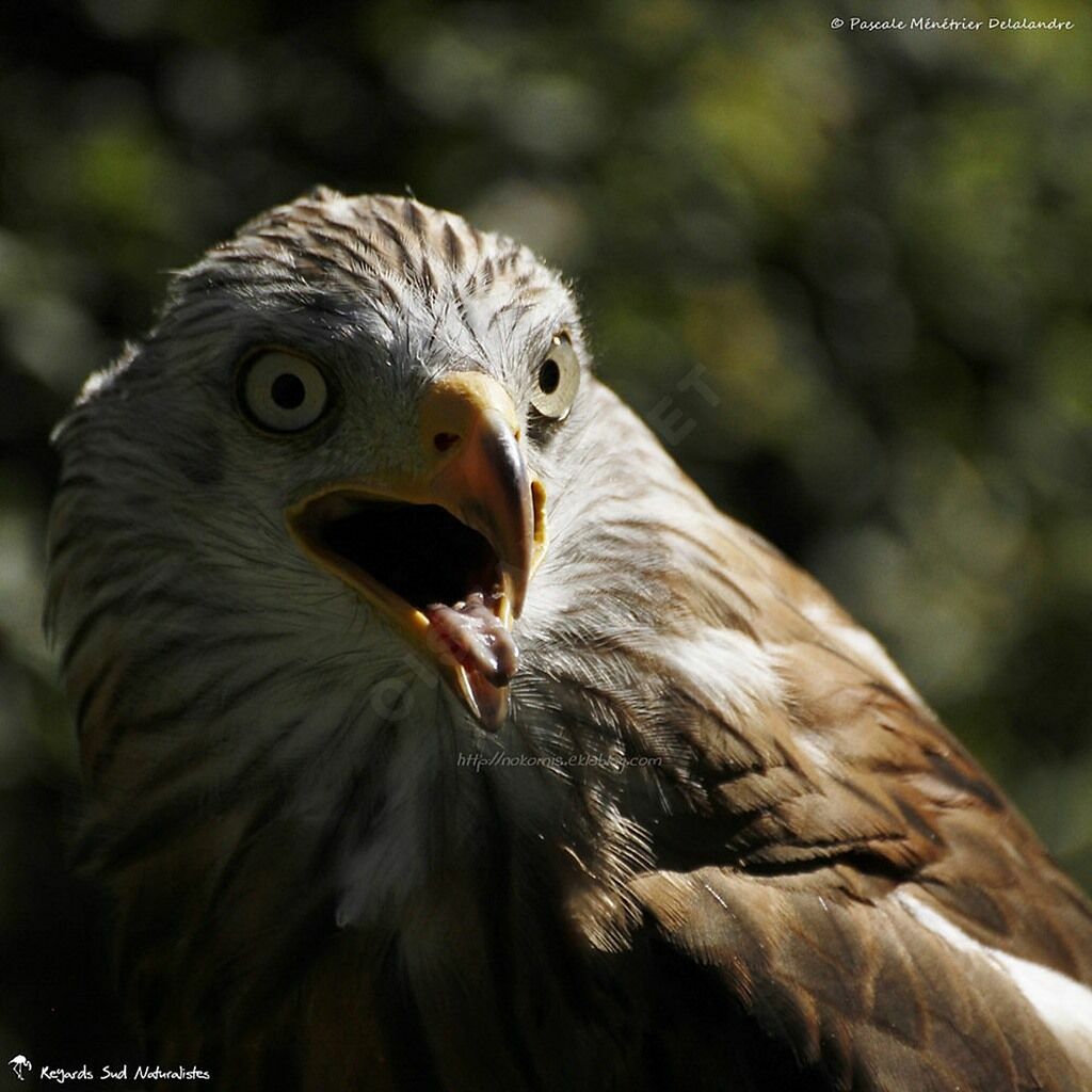 Red Kite