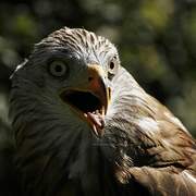 Red Kite