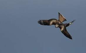 Red Kite