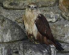 Brahminy Kite