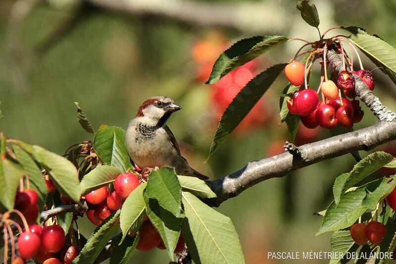 House Sparrow male