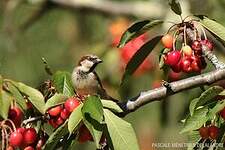 Moineau domestique