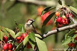 House Sparrow