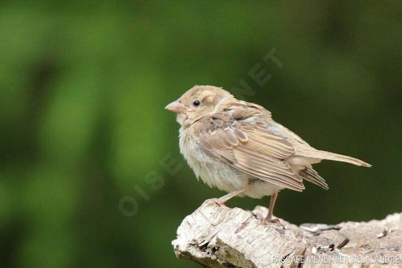 Moineau domestiquejuvénile