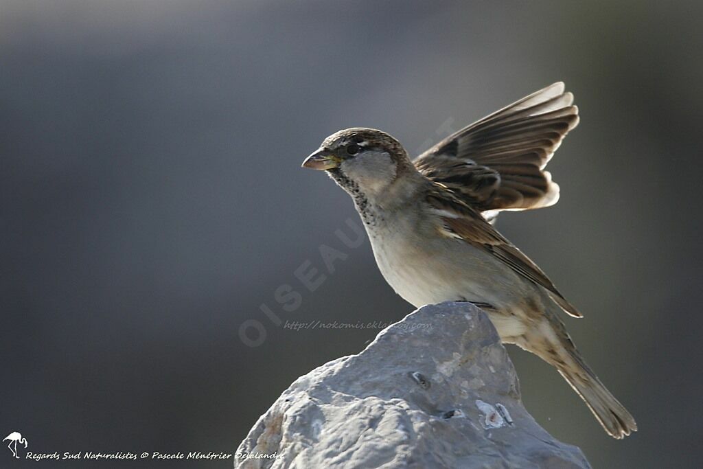 House Sparrow