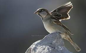 Moineau domestique