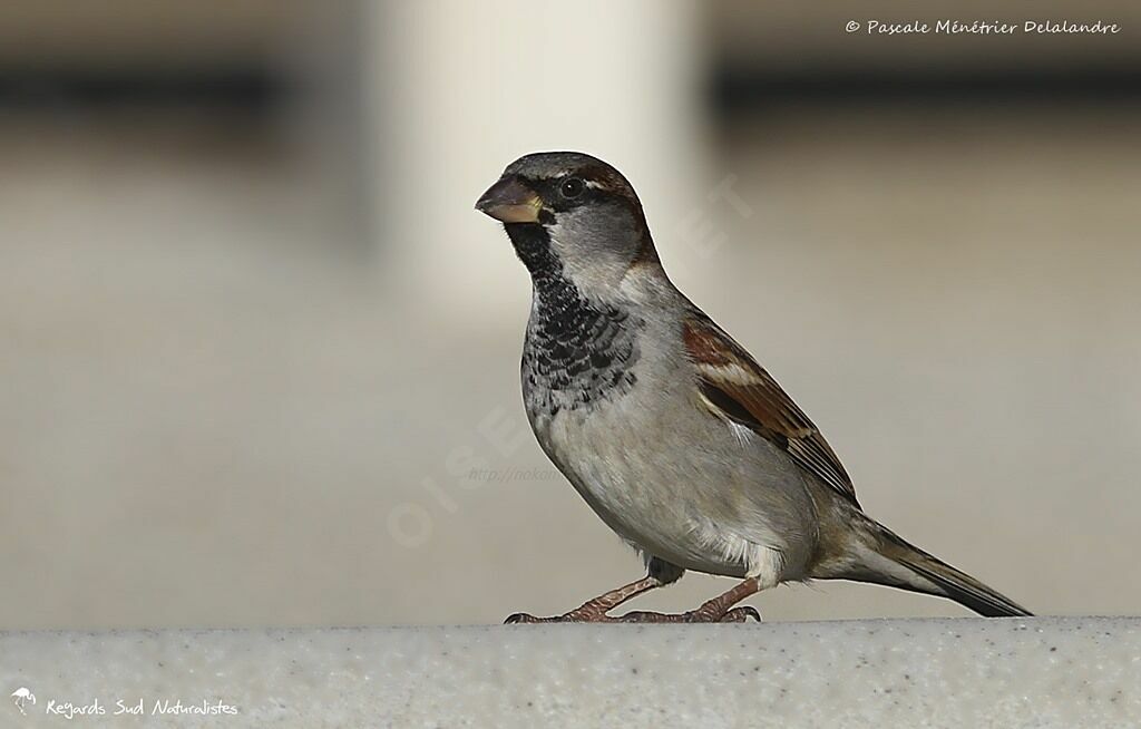 House Sparrow