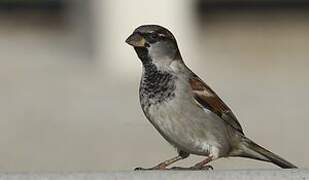 House Sparrow