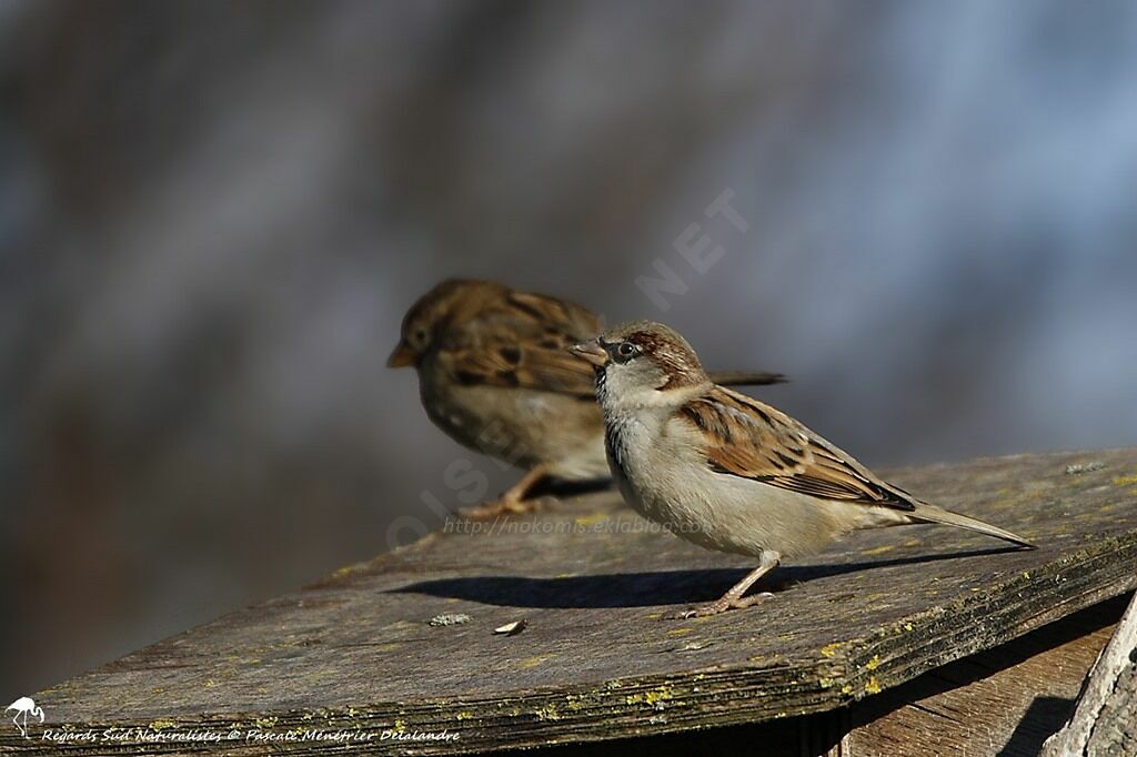 House Sparrow 