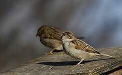 Moineau domestique