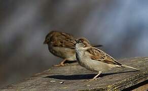 House Sparrow