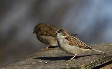 Moineau domestique