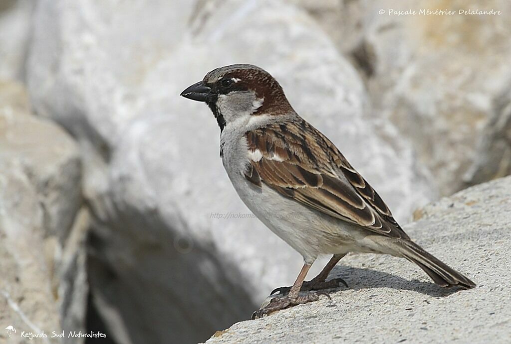 House Sparrow