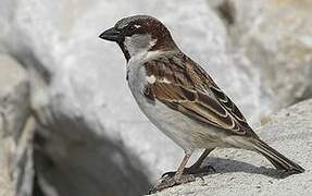 House Sparrow