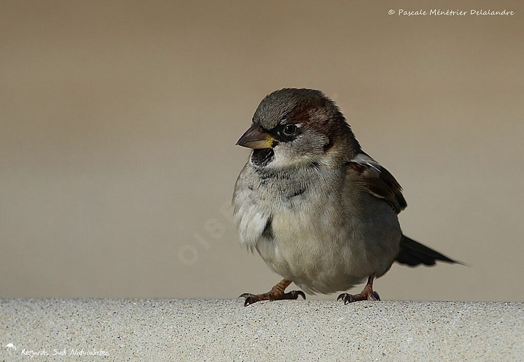 Moineau domestique