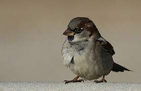 House Sparrow